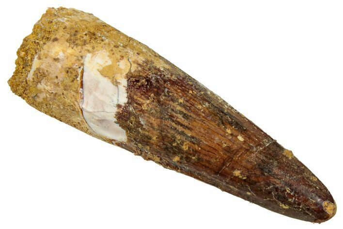 Fossil Spinosaurus Tooth - Real Dinosaur Tooth #329520